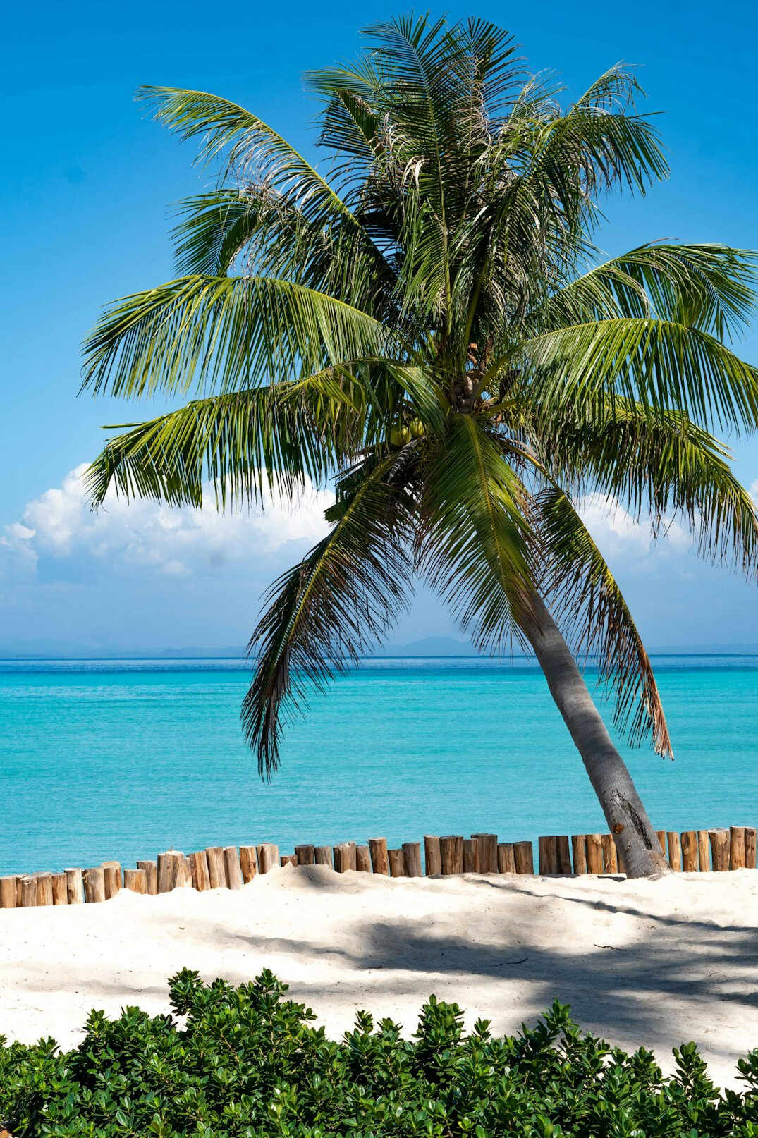 Palm trees leaning over a white sand beach