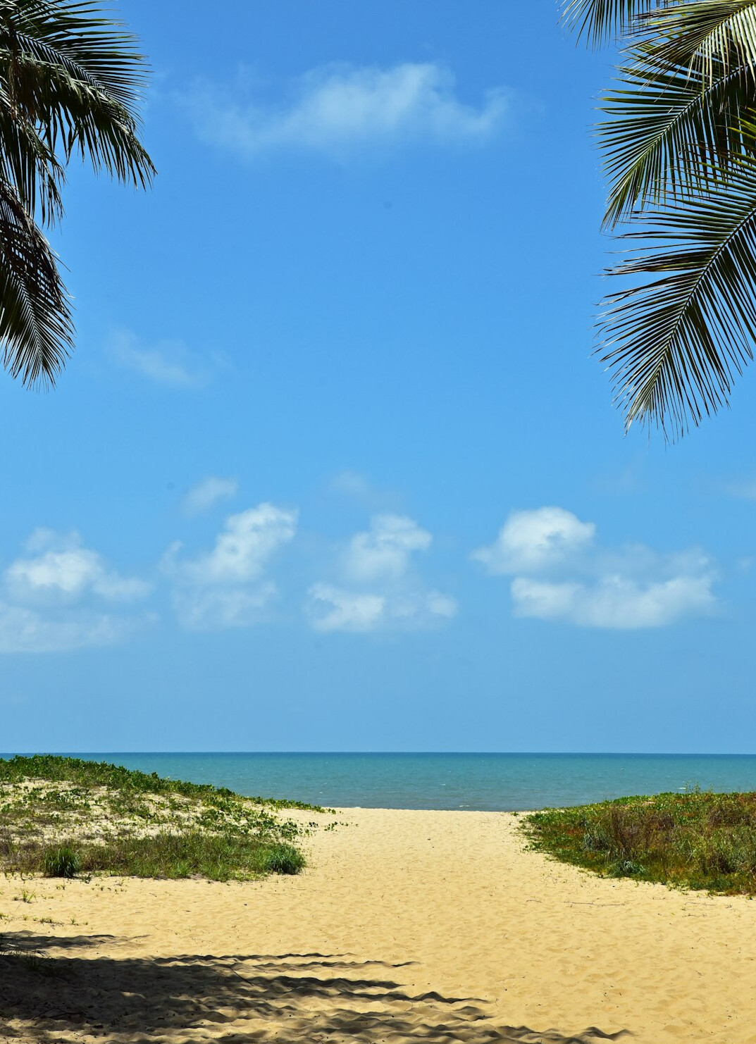 tropical beach with palm trees