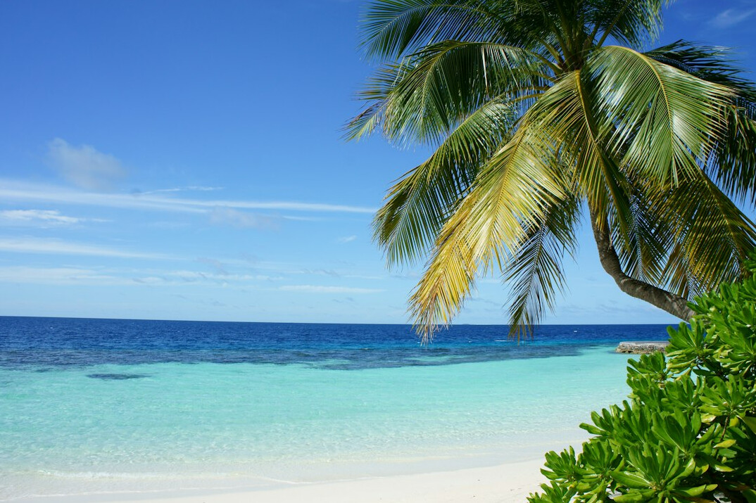 tropical beach with palm trees